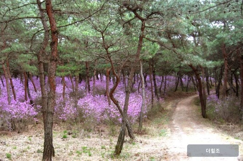 경기도 여주시 세종대왕릉 내 진달래 숲길