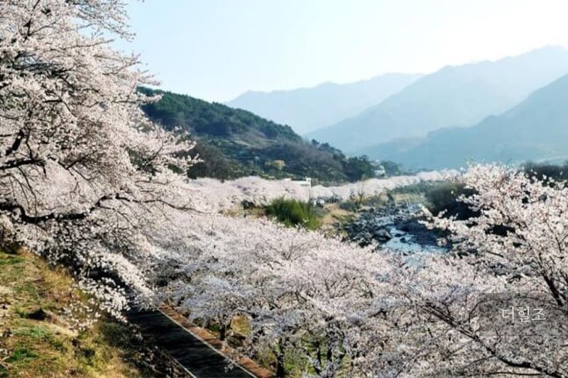 경상남도 하동군 화개면 십리벚꽃길 일원 '화개장터' 벚꽃축제 경관 | 하동군