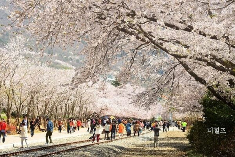 경상남도 창원시 '진해군항제' 경관 | 창원시
