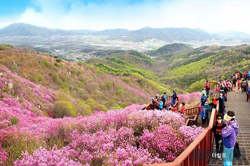 인천광역시 강화군 고려산 진달래 군락