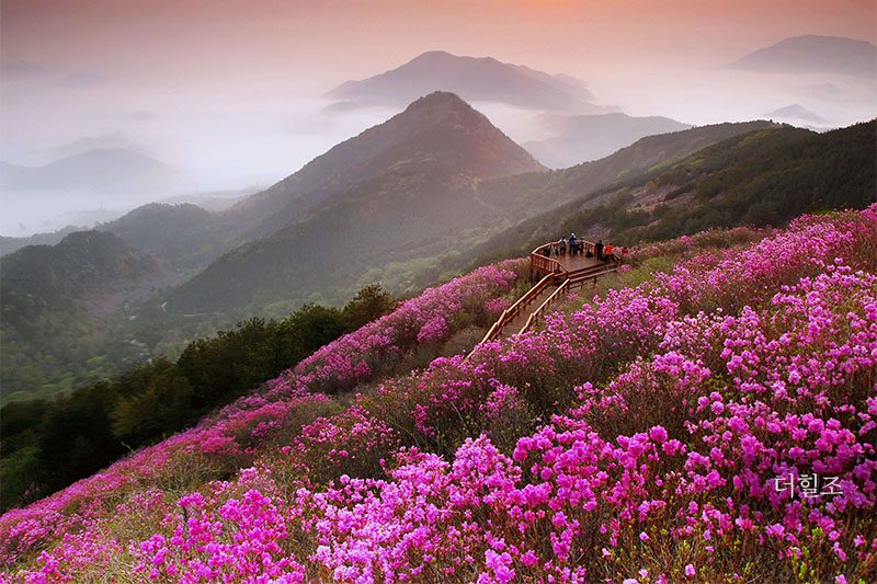 경상남도 창원시 천주산 진달래 군락 | 창원시