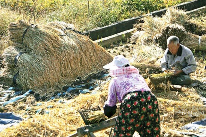 전라남도 구례군 토지면 한 노부부가 전통 탈곡 기구인 '홀태'를 이용해 추수하는 모습 | 구례군청