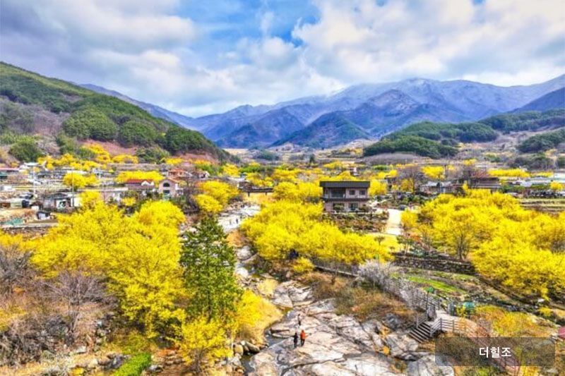 구례군 산동면 반곡마을 구례산수유꽃축제장