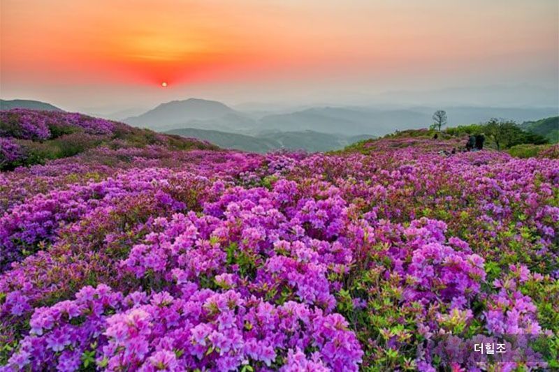 경상남도 합천군 황매산 철쭉